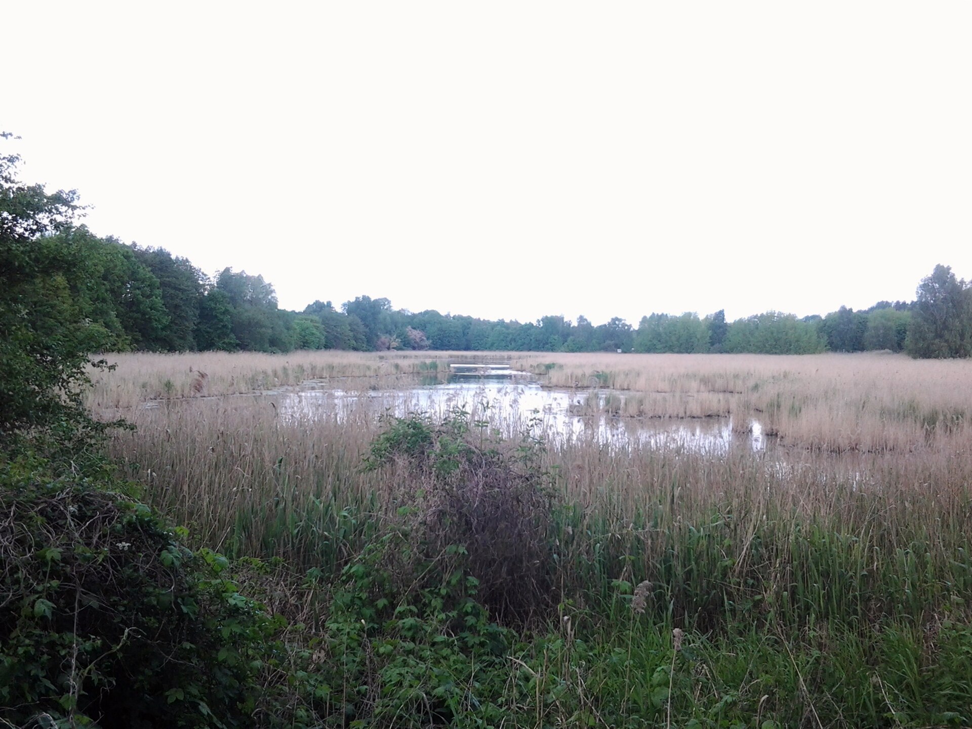 Schilfteich