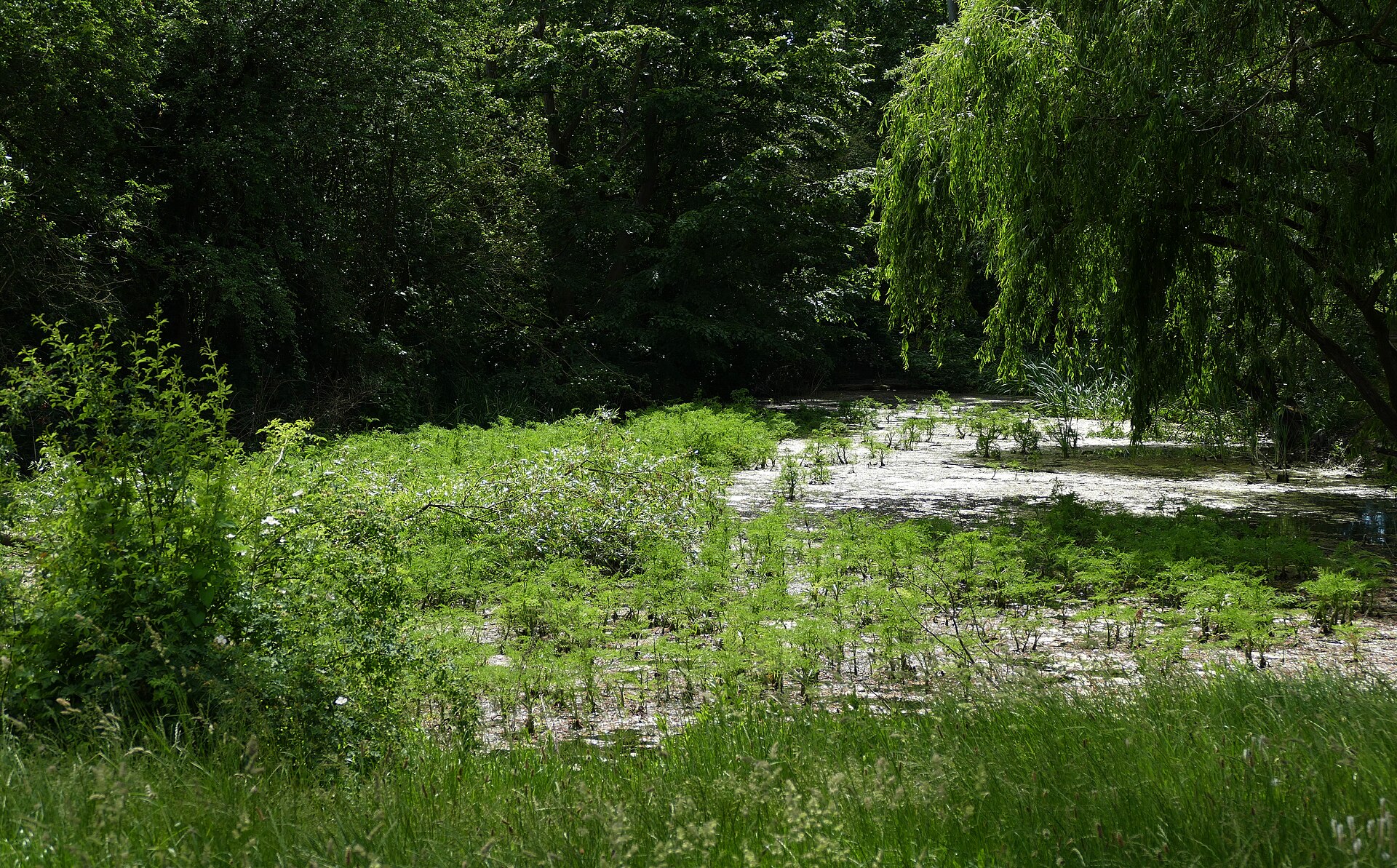 Sausee